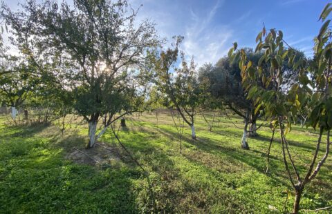 ELEKTRİĞİ SUYU VE İÇİNDE EVİ OLAN 3.300 M2 KİRAZ BAHÇESİ